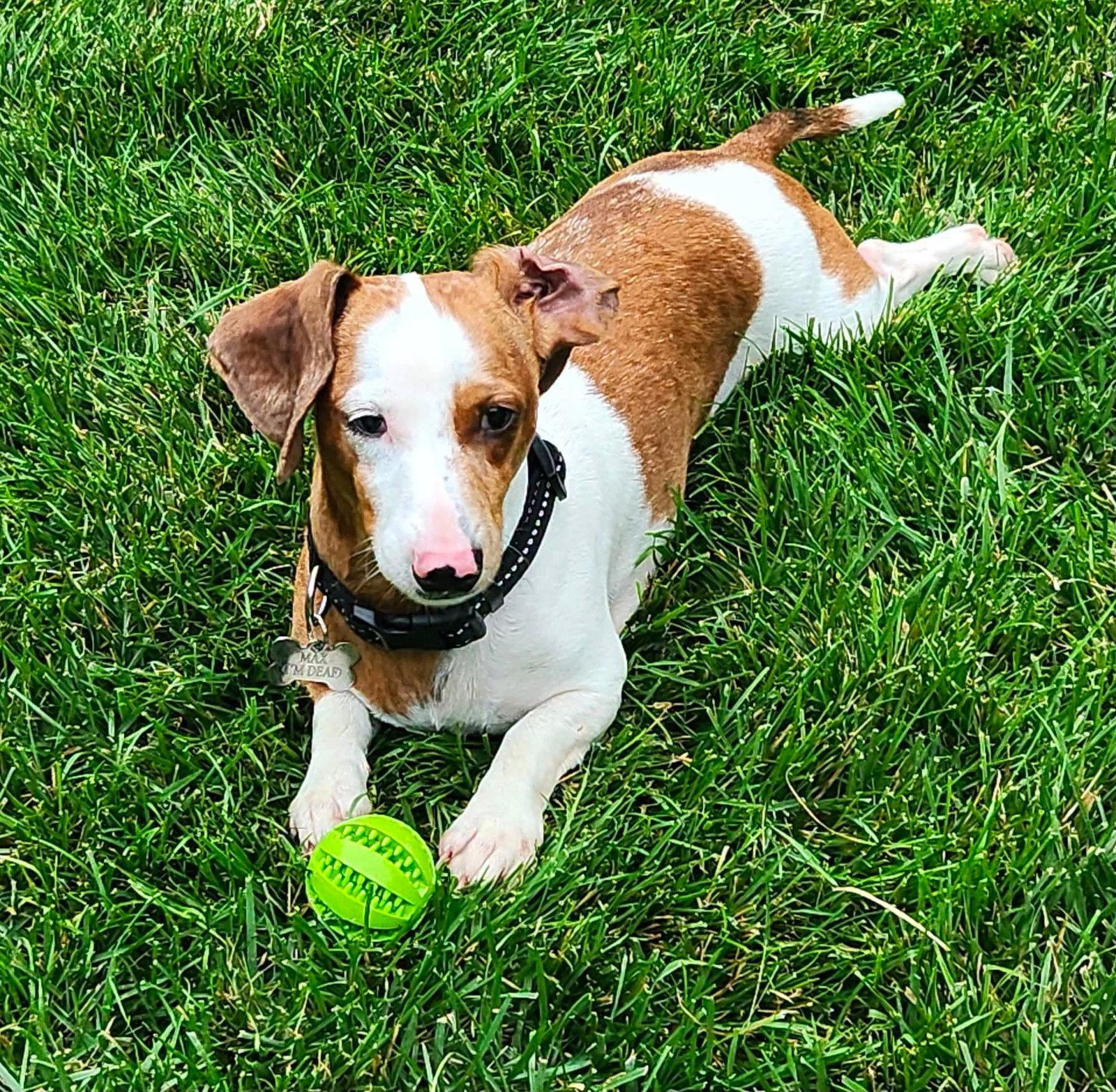 Max, Adoptable, Adult Male Dachshund.