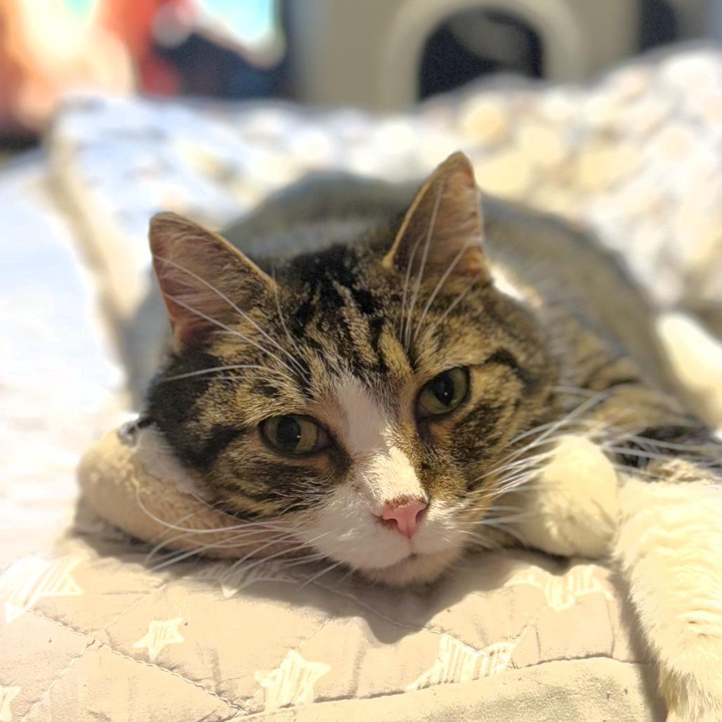 Bailey, a Adoptable Domestic Short Hair in Michigan City, IN image 1/6