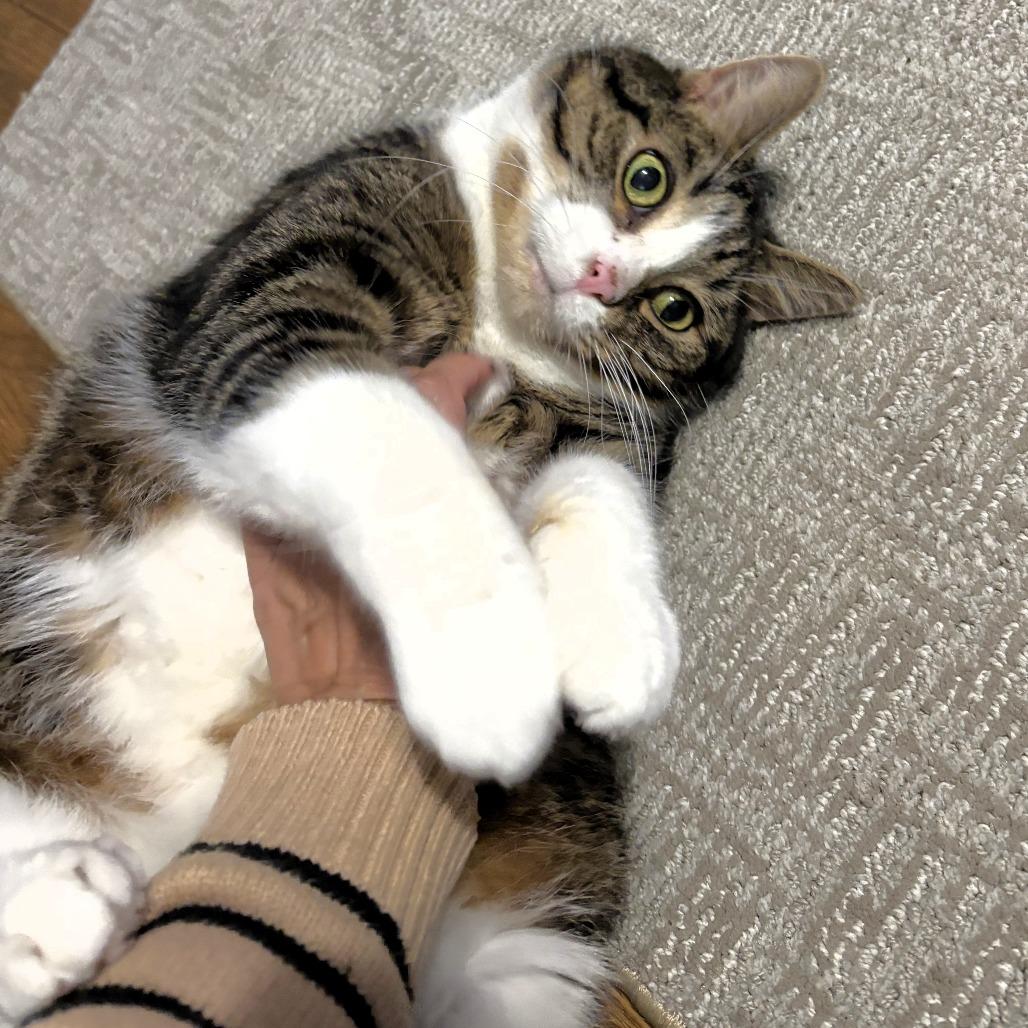 Bailey, a Adoptable Domestic Short Hair in Michigan City, IN image 2/6
