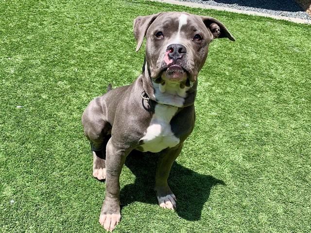 Enlarge BERNARDO, a Adoptable mixed breed in Moreno Valley, CA image 1/1
