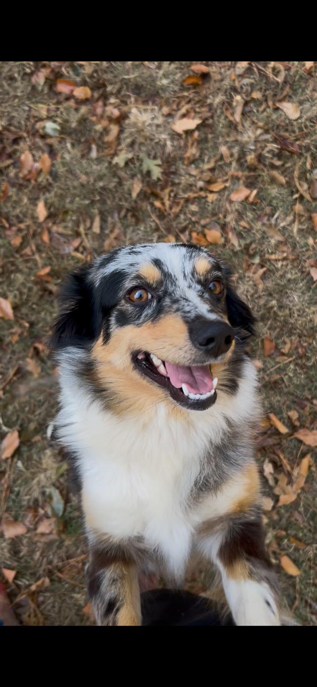 Aspen, a Adoptable Australian Shepherd in Atlanta, GA image 2/4