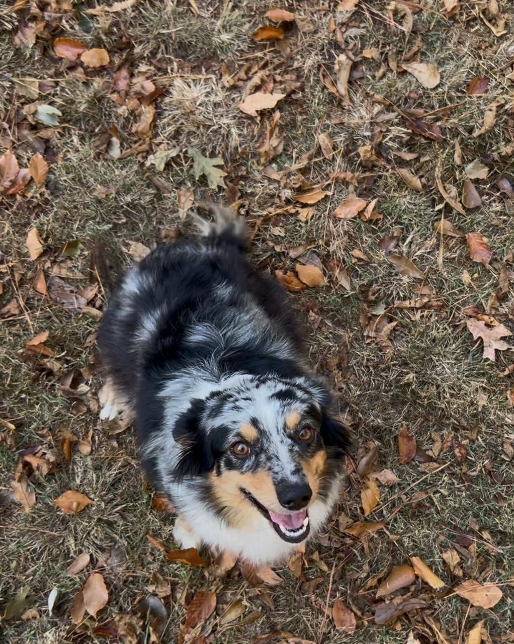 Aspen, a Adoptable Australian Shepherd in Atlanta, GA image 3/4