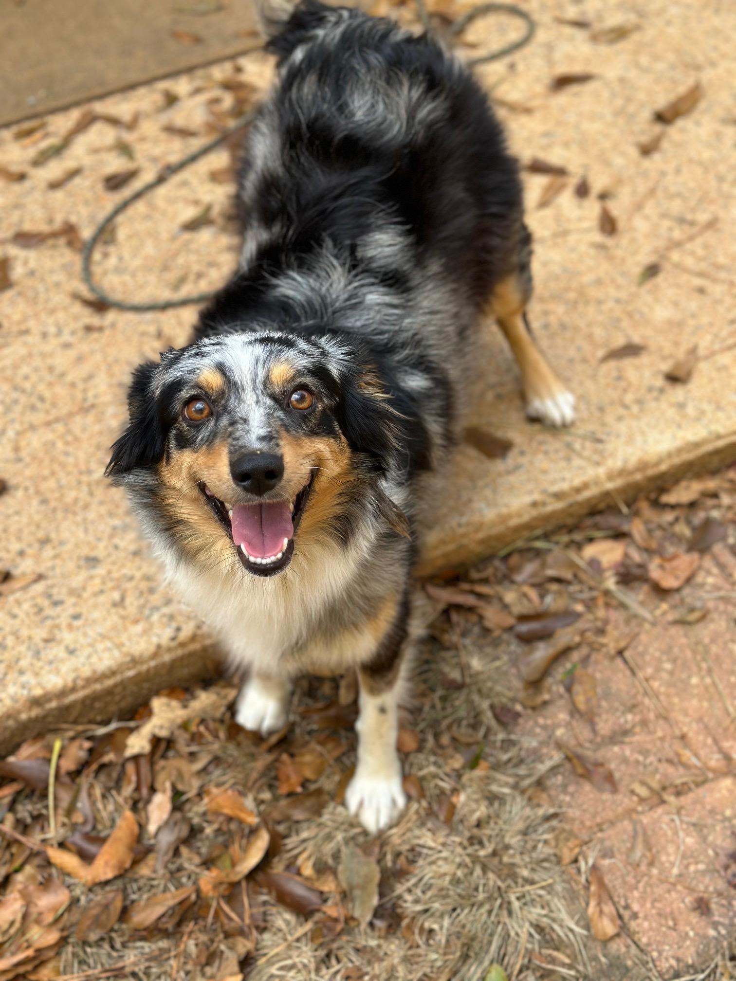 Aspen, a Adoptable Australian Shepherd in Atlanta, GA image 1/4
