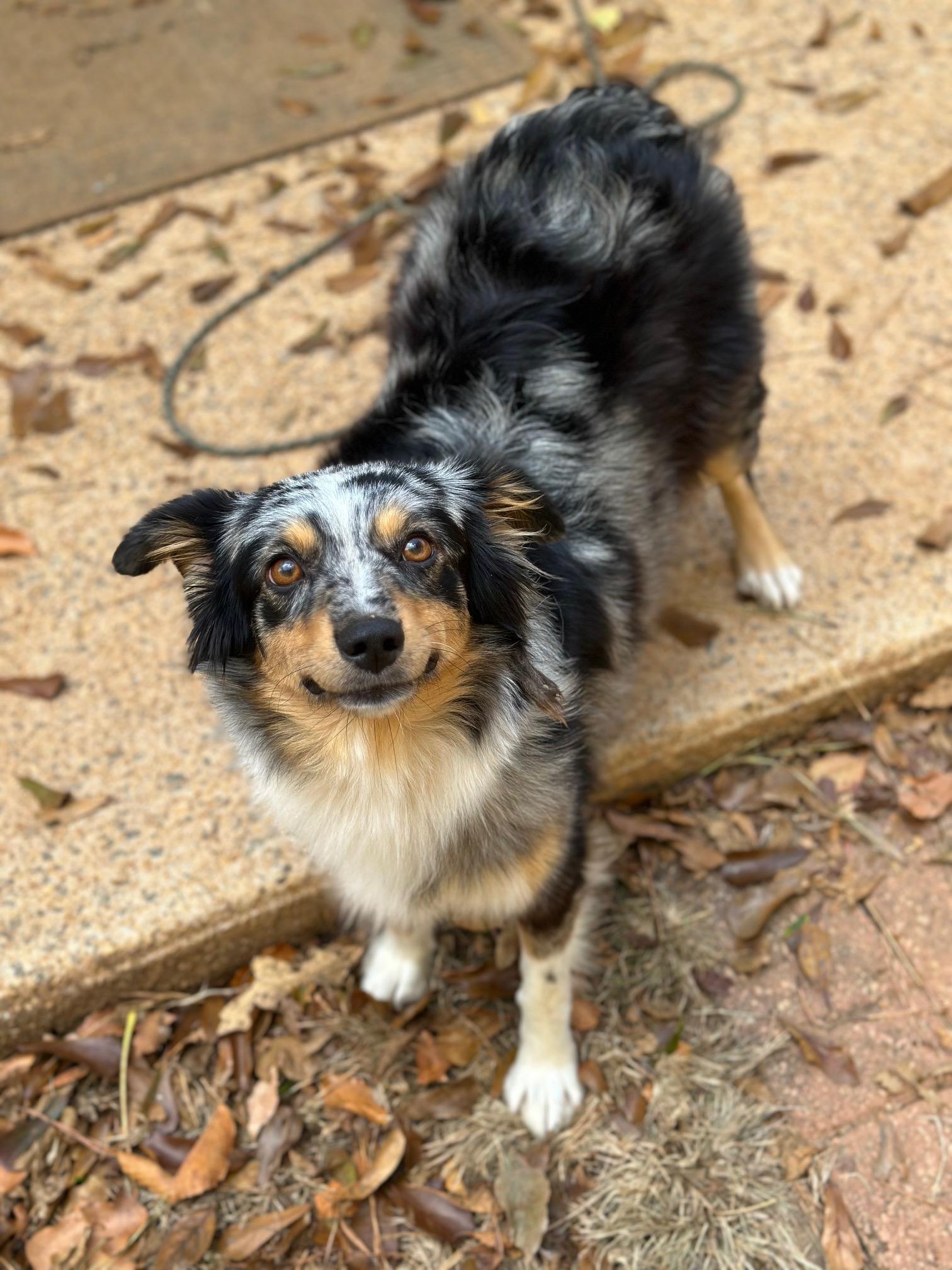 Aspen, a Adoptable Australian Shepherd in Atlanta, GA image 4/4