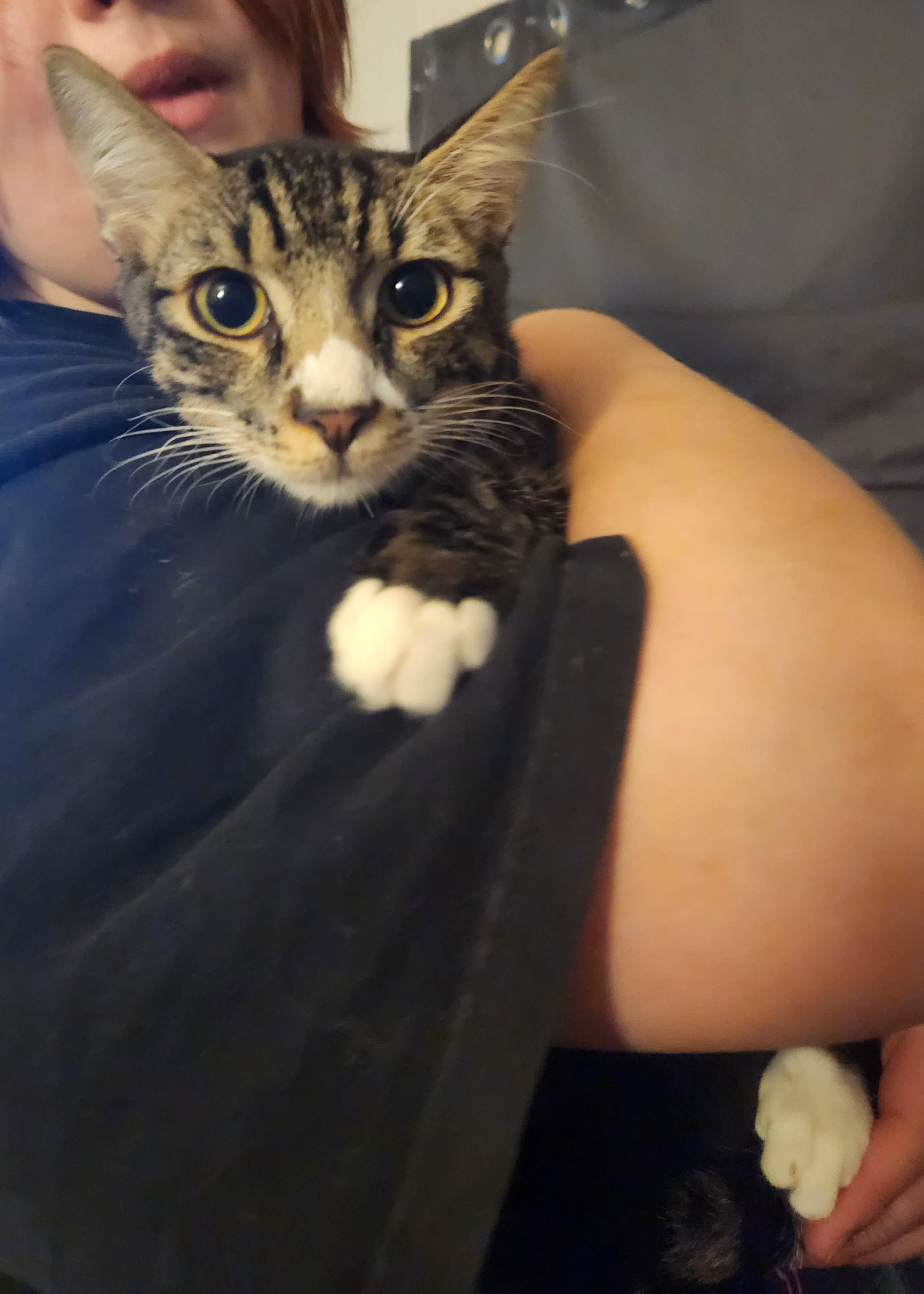 Creed, a ADOPTABLE Domestic Short Hair in Mount Pleasant, TX image 3/3