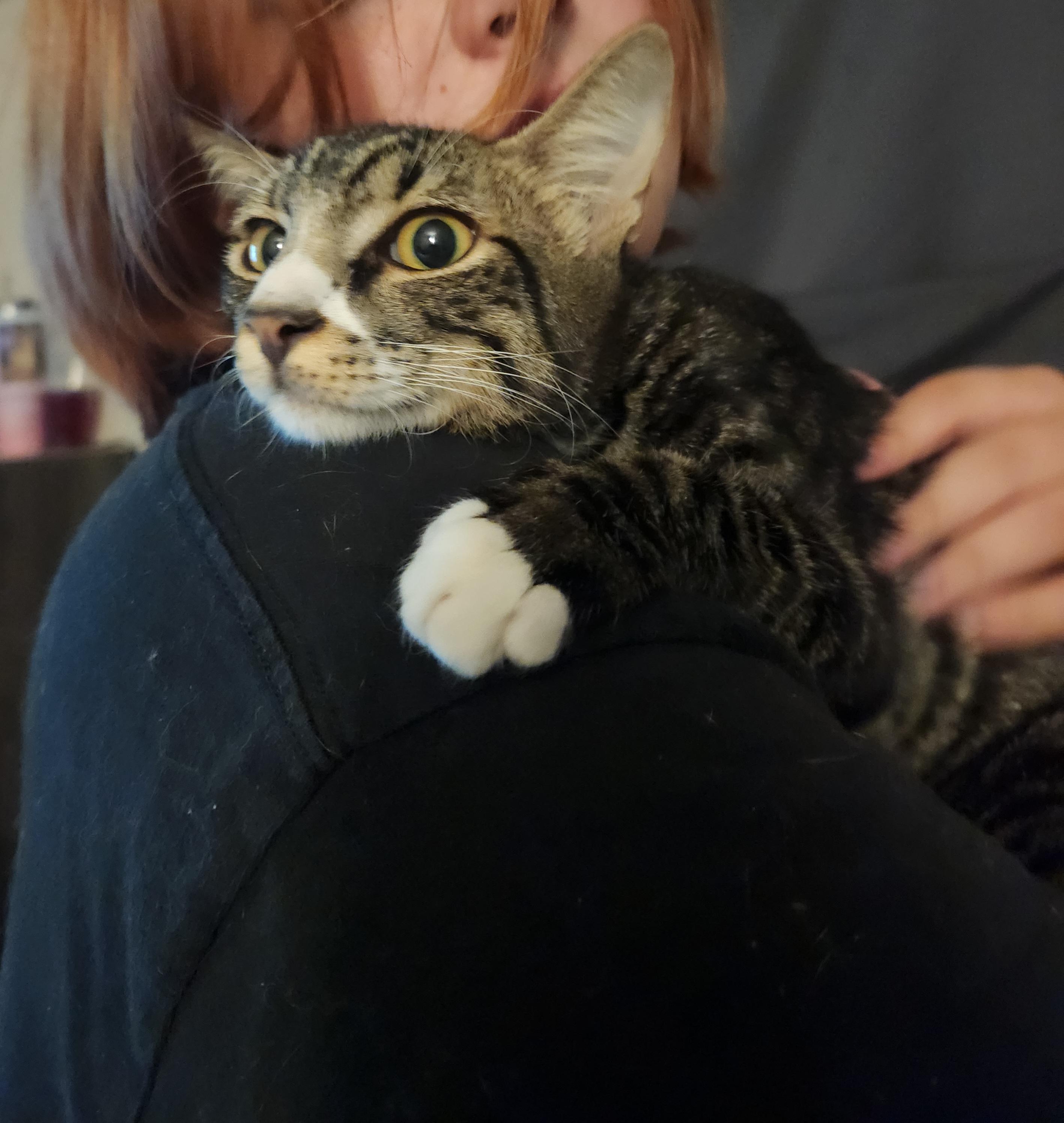 Creed, ADOPTABLE, Young Male Domestic Short Hair.