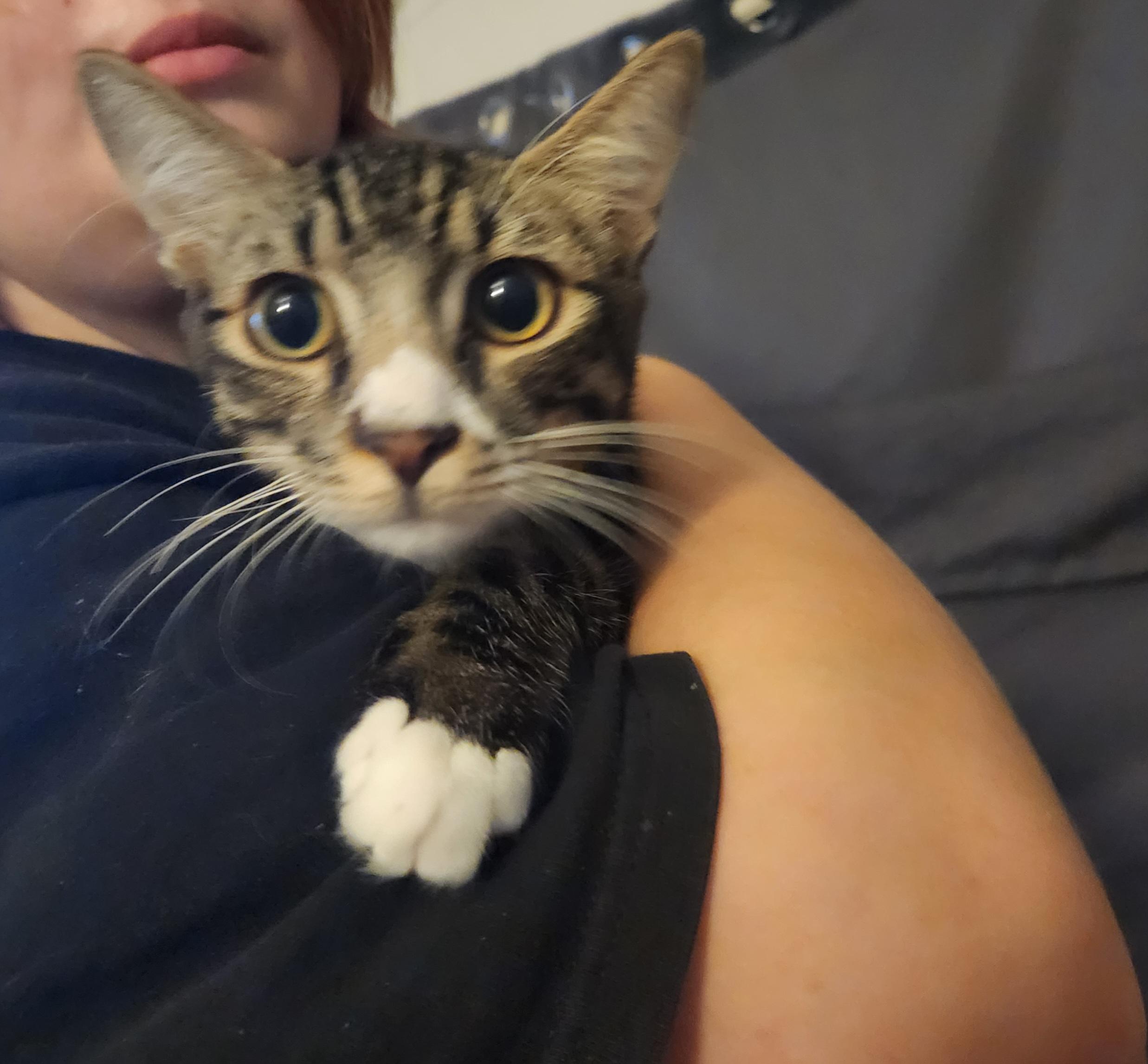 Creed, a ADOPTABLE Domestic Short Hair in Mount Pleasant, TX image 2/3