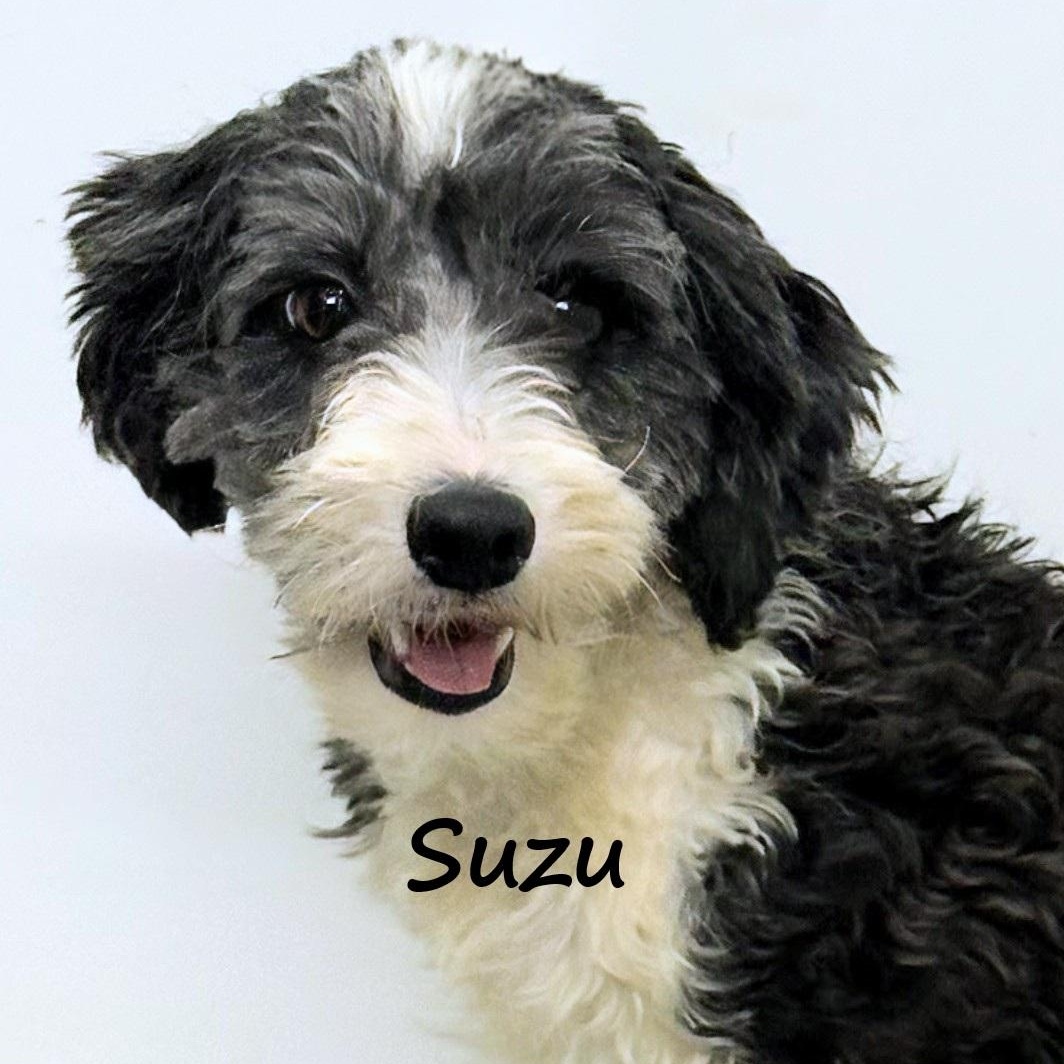 Suzu, adopted, Young Female Chinese Crested Dog.