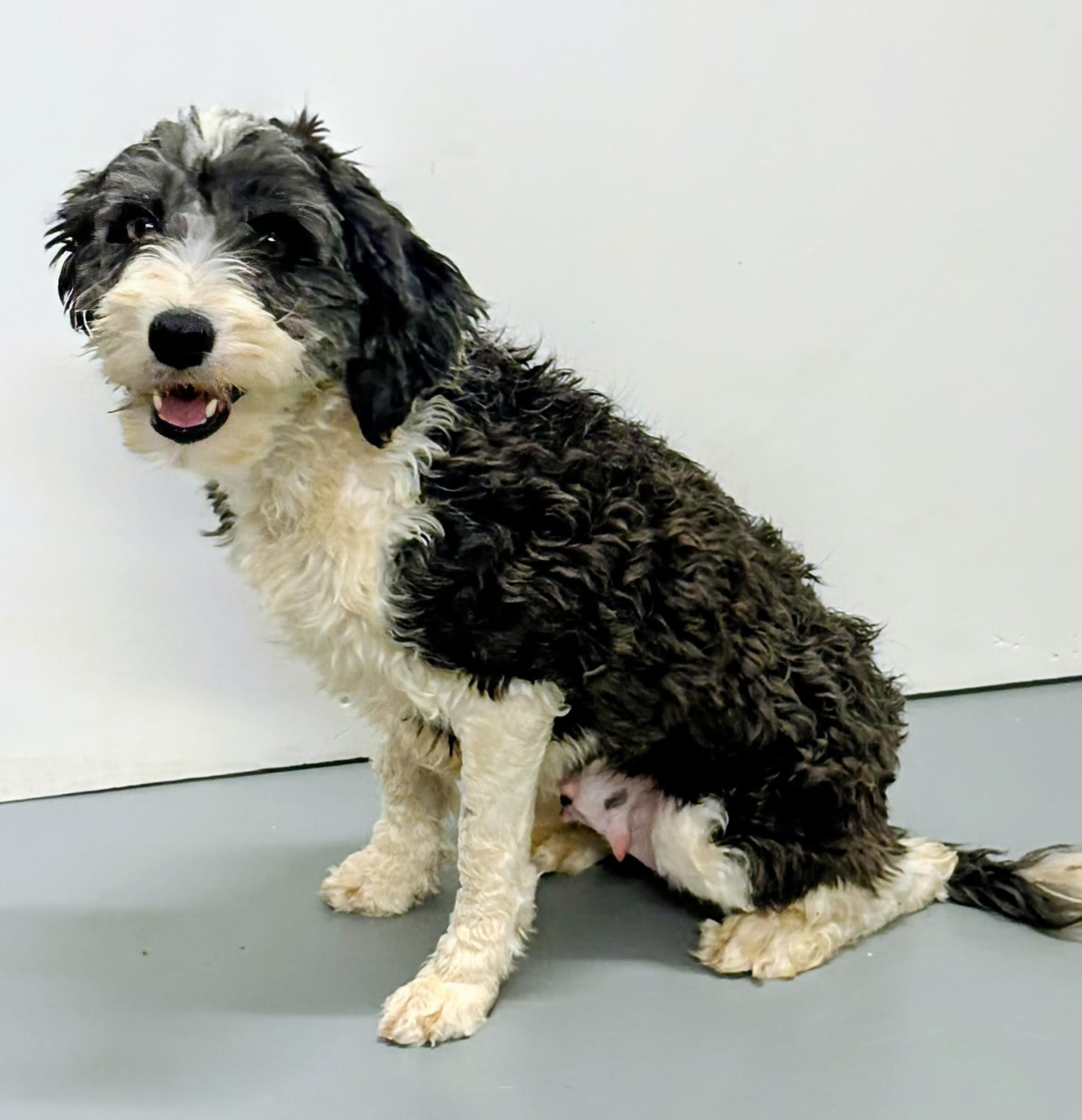 Suzu, an adopted Chinese Crested Dog in Aurora, NE image 2/3