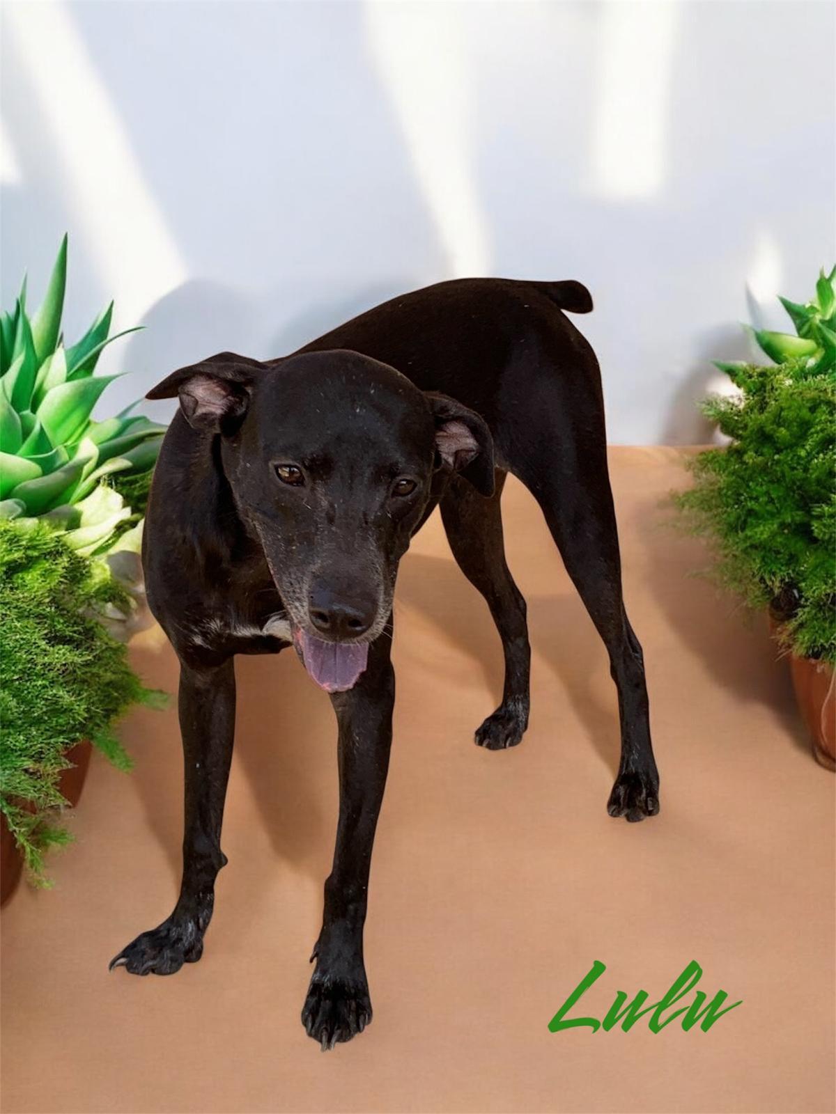 Enlarge Lulu, a Adoptable mixed breed in Bayonne, NJ image 2/2