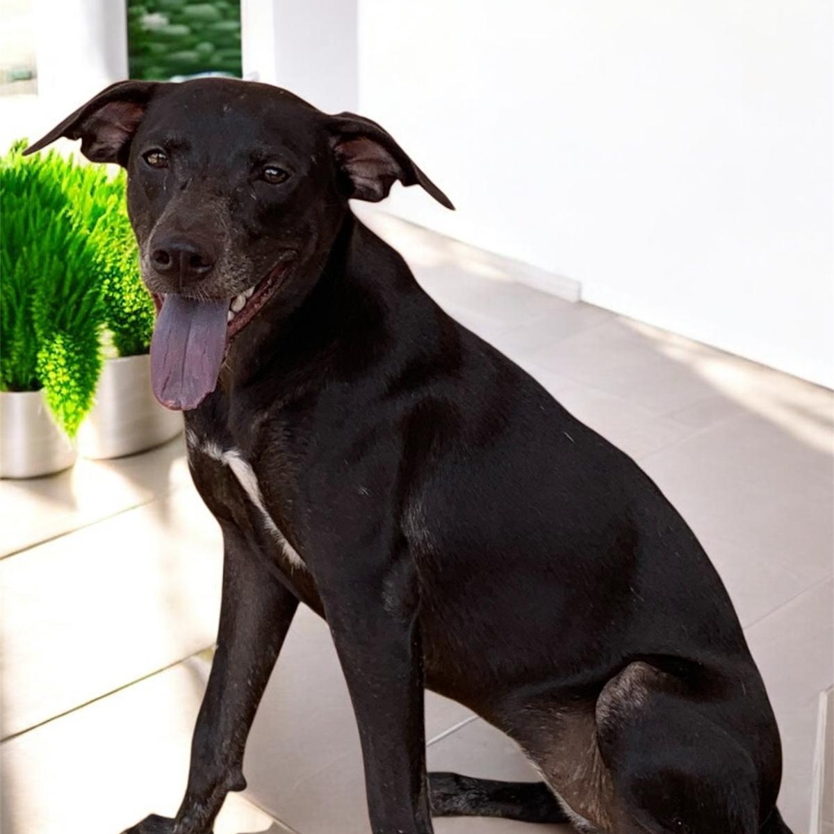 Lulu, Adoptable, Young Female Plott Hound.