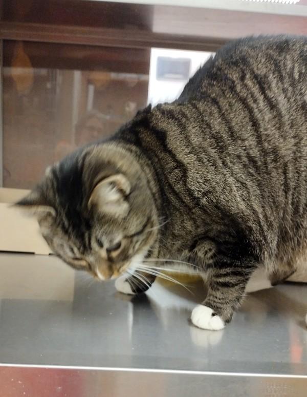 Enlarge Madeline 45810, a Adoptable mixed breed in Pocatello, ID image 1/3