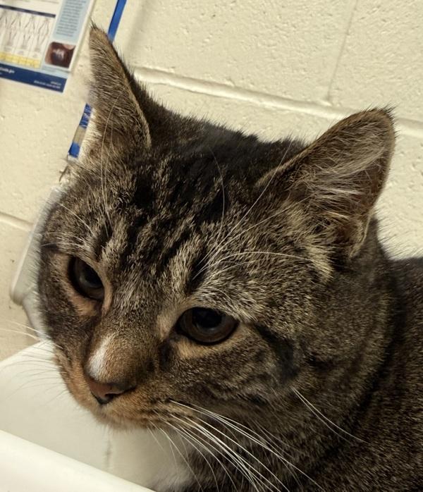 Enlarge Madeline 45810, a Adoptable mixed breed in Pocatello, ID image 2/3