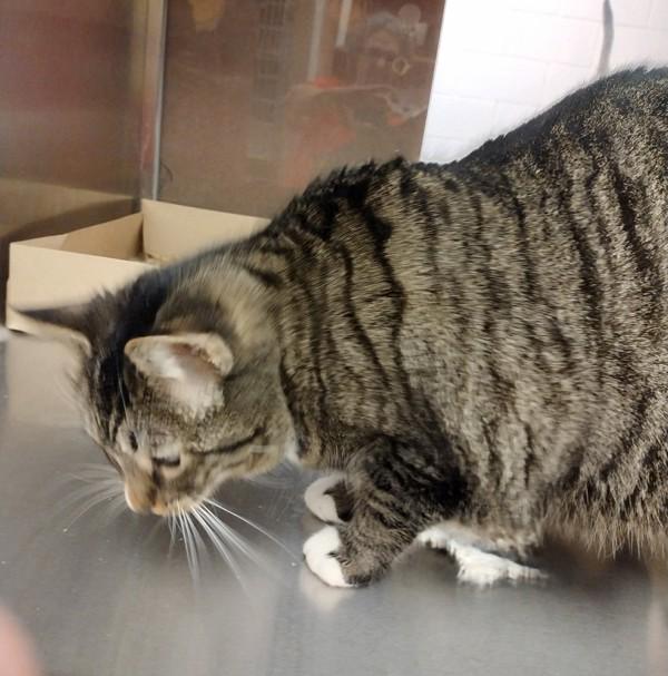 Enlarge Madeline 45810, a Adoptable mixed breed in Pocatello, ID image 3/3