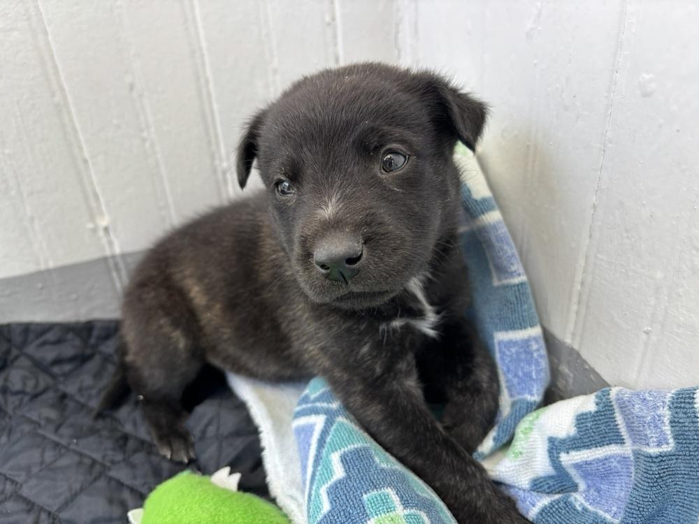 Oso, a Adoptable mixed breed in Mountainair, NM image 2/3