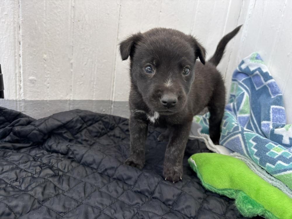 Oso, a Adoptable mixed breed in Mountainair, NM image 3/3