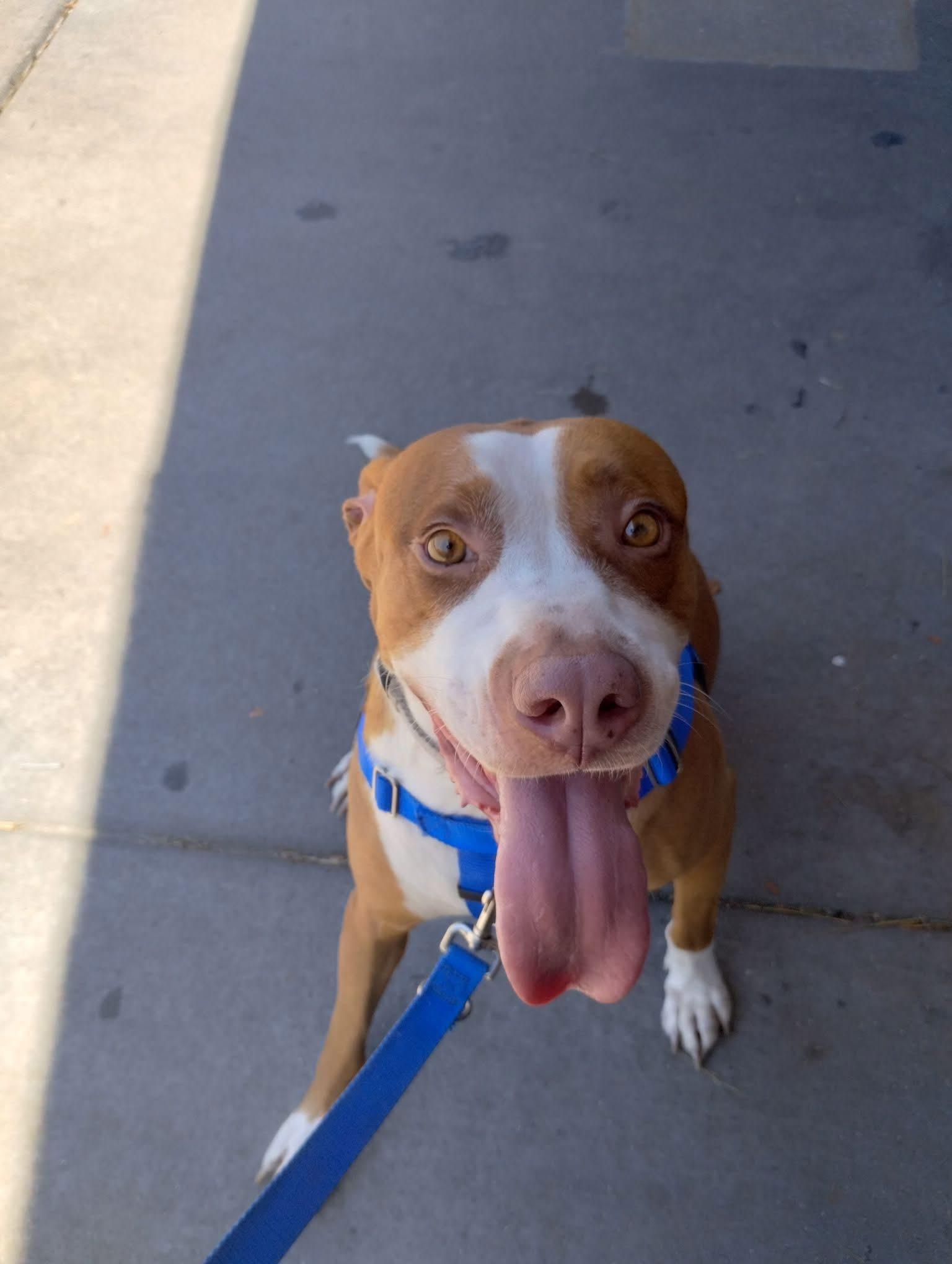 Izzy, ADOPTABLE, Young Female Pit Bull Terrier.