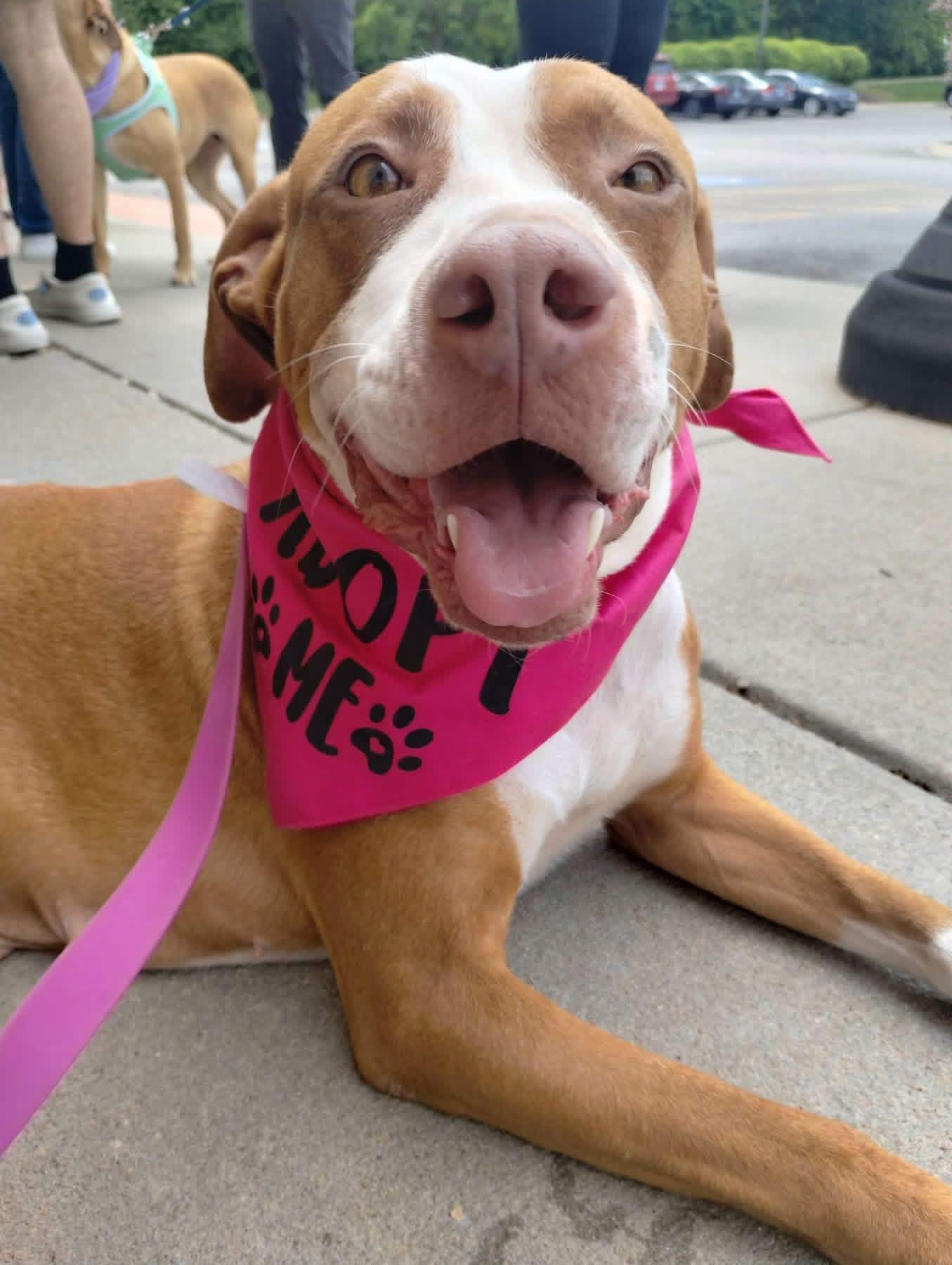 Izzy, Adoptable, Young Female Pit Bull Terrier.