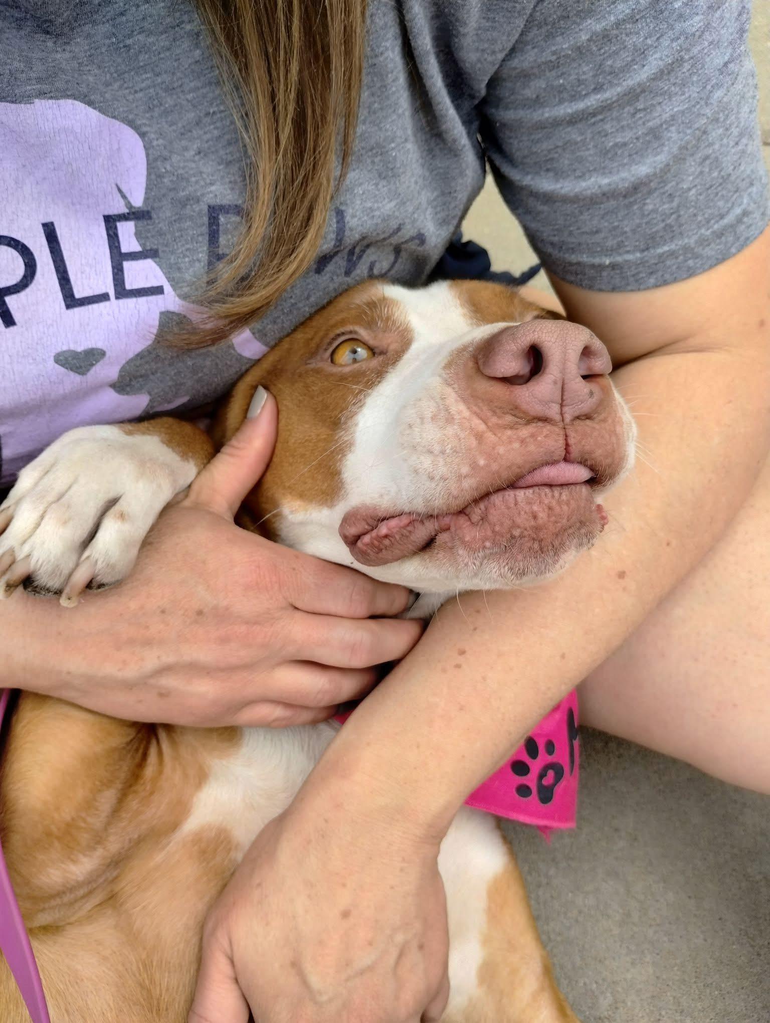 Enlarge Izzy, a ADOPTABLE mixed breed in Manhattan, KS image 6/6
