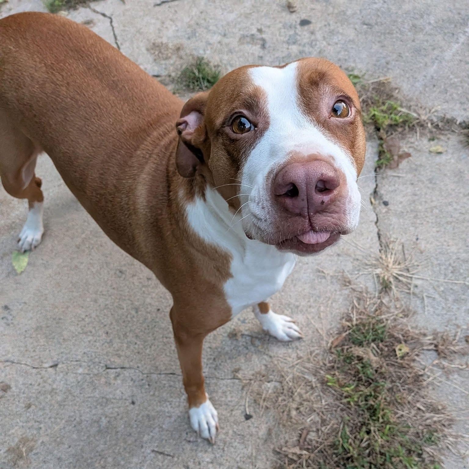 Enlarge Izzy, a ADOPTABLE mixed breed in Manhattan, KS image 1/6
