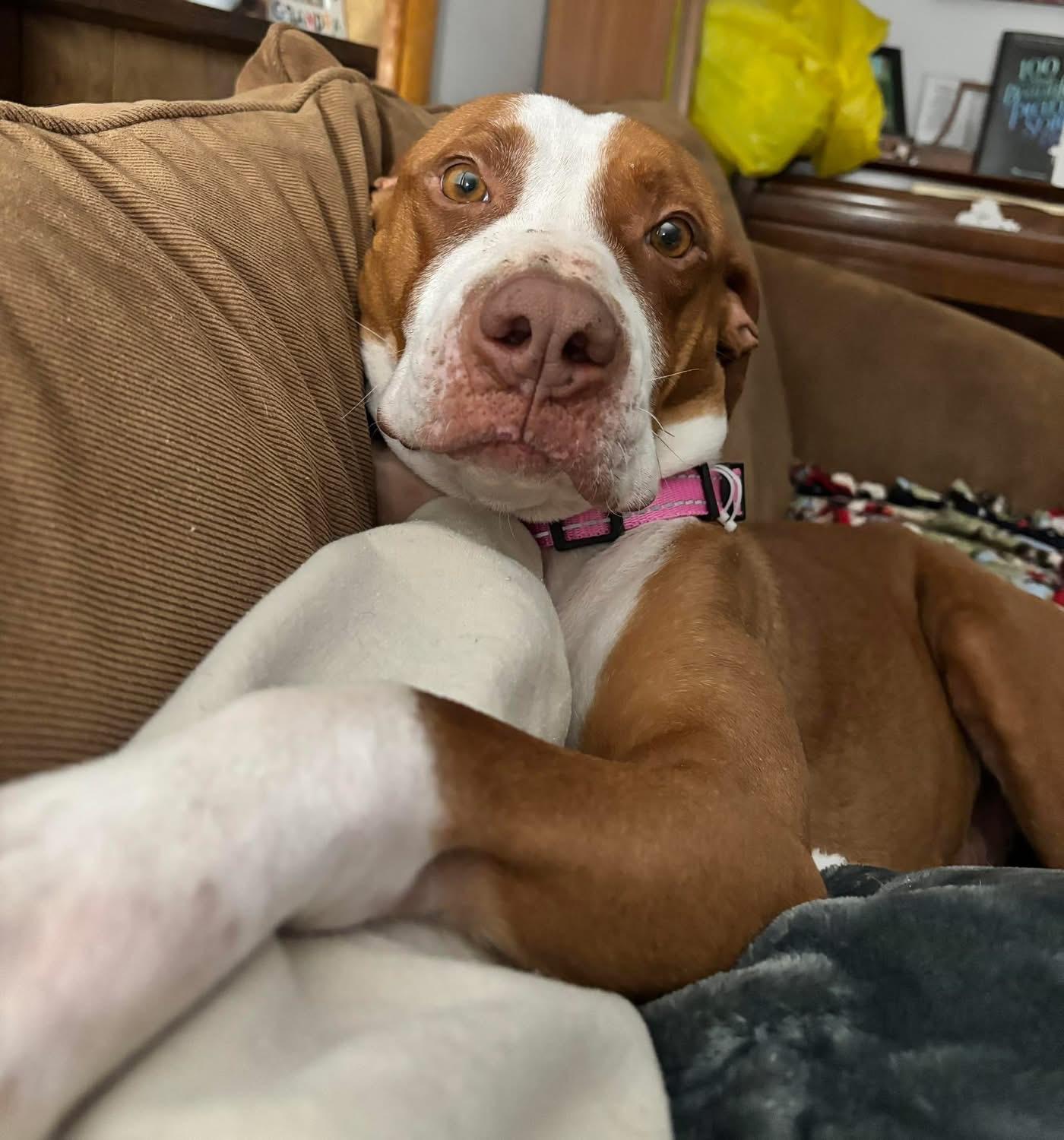 Izzy, ADOPTABLE, Young Female Pit Bull Terrier.