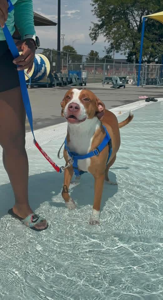 Enlarge Izzy, a Adoptable mixed breed in Manhattan, KS image 6/6