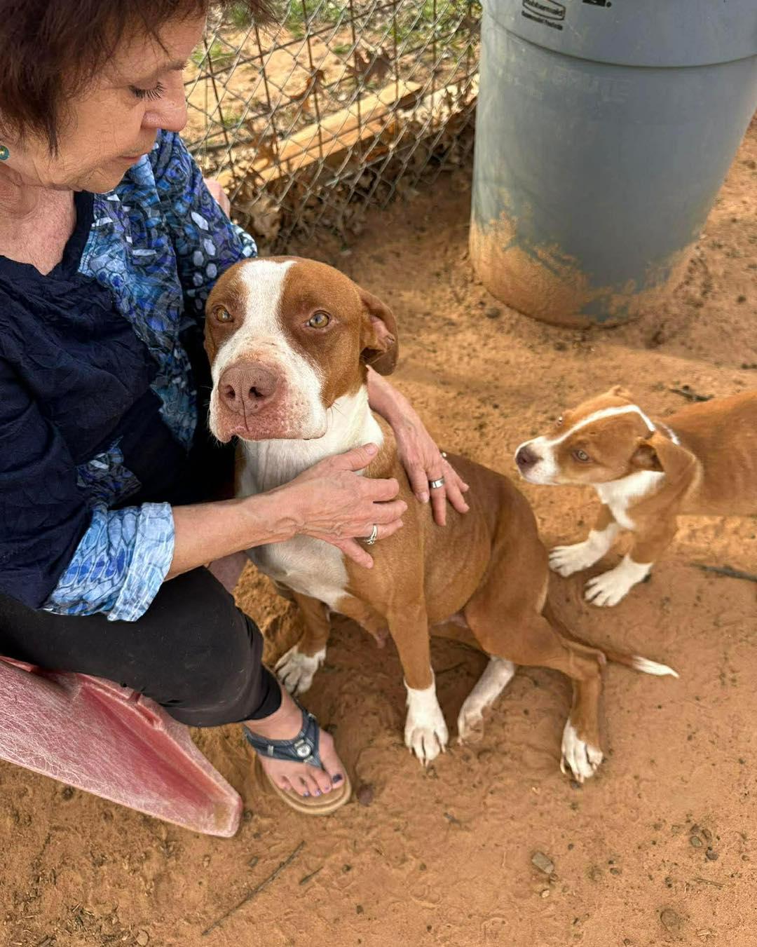 Enlarge Izzy, a ADOPTABLE mixed breed in Manhattan, KS image 4/4