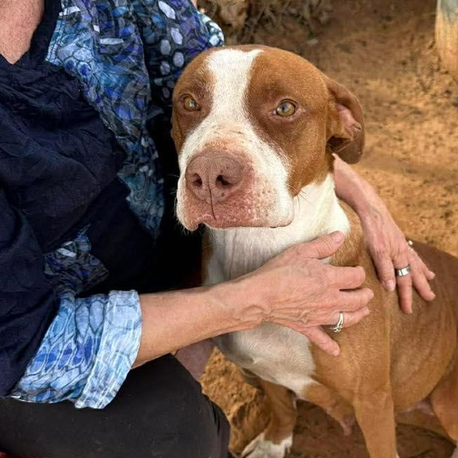 Enlarge Izzy, a ADOPTABLE mixed breed in Manhattan, KS image 6/6