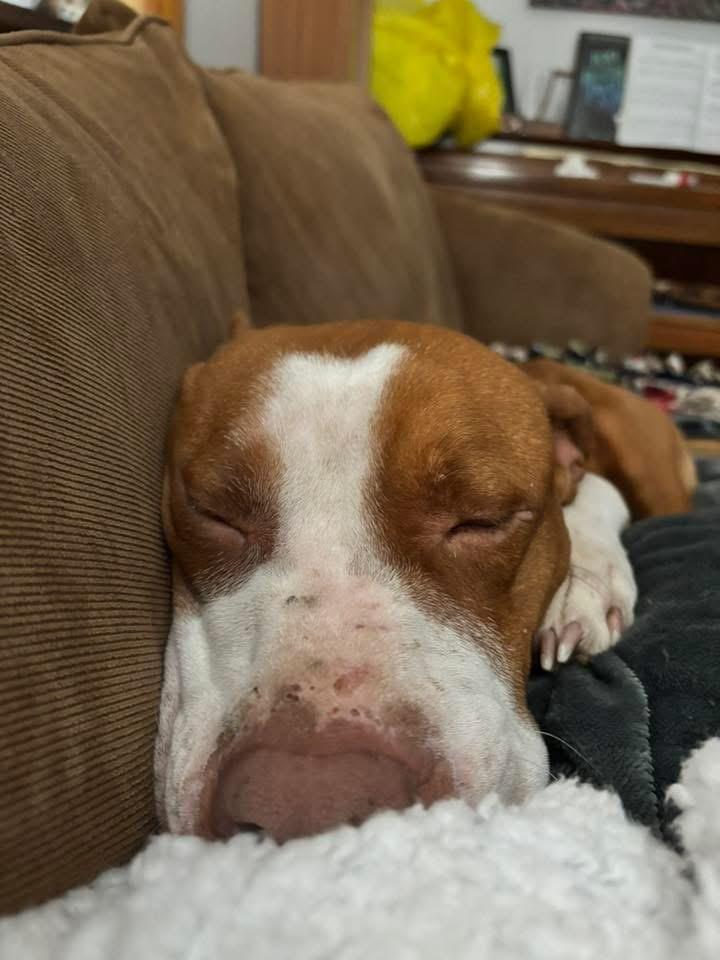 Enlarge Izzy, a ADOPTABLE mixed breed in Manhattan, KS image 2/2