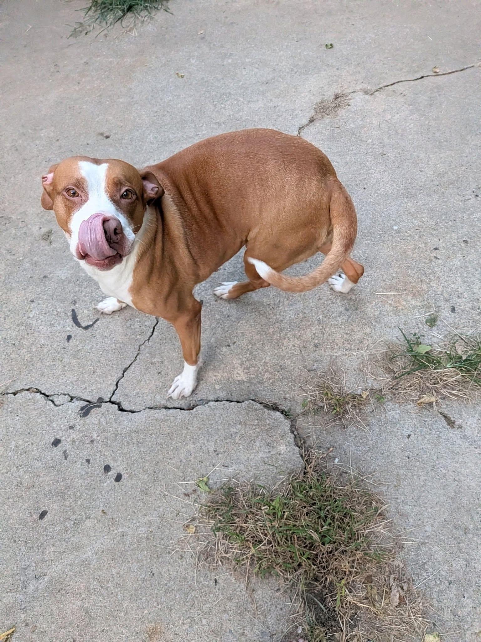 Enlarge Izzy, a ADOPTABLE mixed breed in Manhattan, KS image 2/6