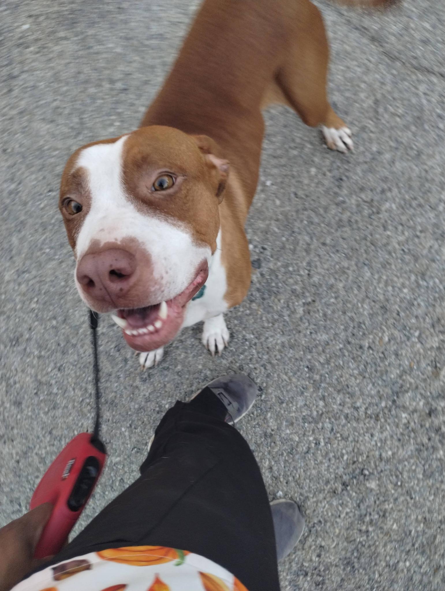 Enlarge Izzy, a ADOPTABLE mixed breed in Manhattan, KS image 2/4