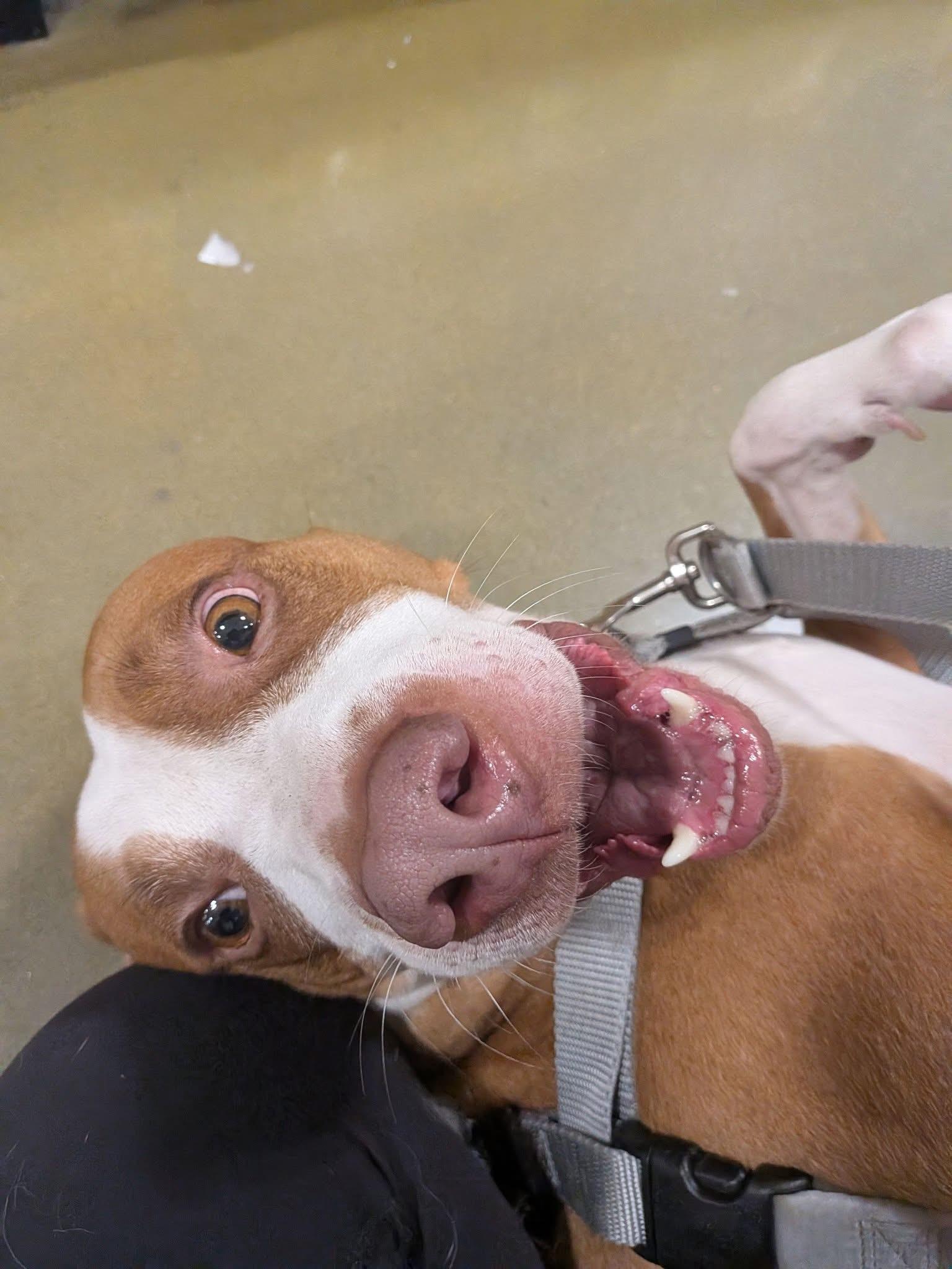 Enlarge Izzy, a ADOPTABLE mixed breed in Manhattan, KS image 4/6