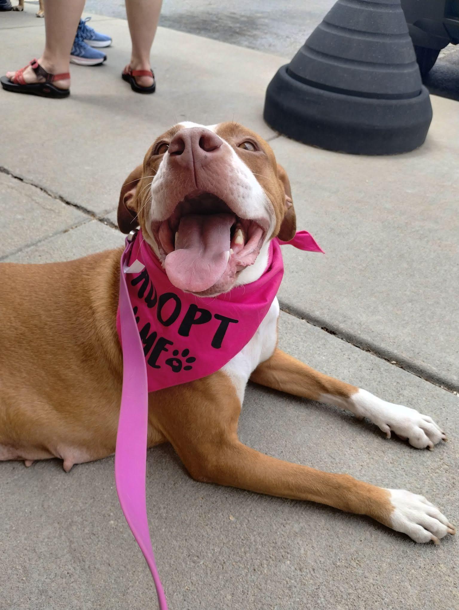 Enlarge Izzy, a ADOPTABLE mixed breed in Manhattan, KS image 5/6