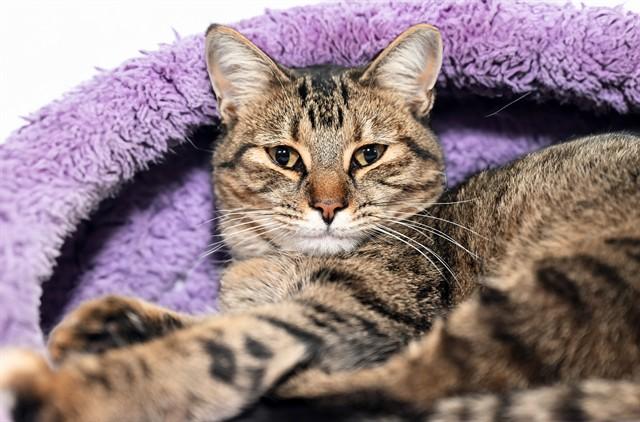 MERCEDES, Adoptable, Young Female Domestic Short Hair.