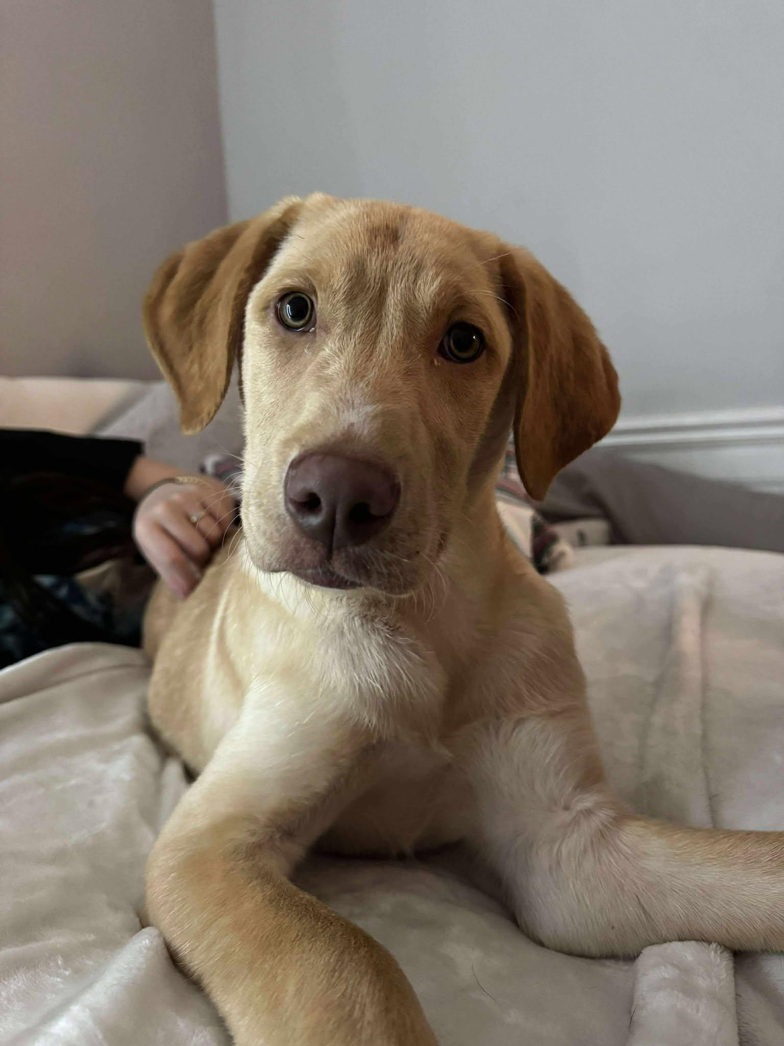 Enlarge Butters, an adopted mixed breed in Binghamton, NY image 1/2