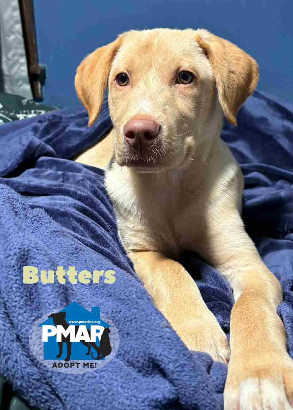 Enlarge Butters, an adopted mixed breed in Binghamton, NY image 2/2