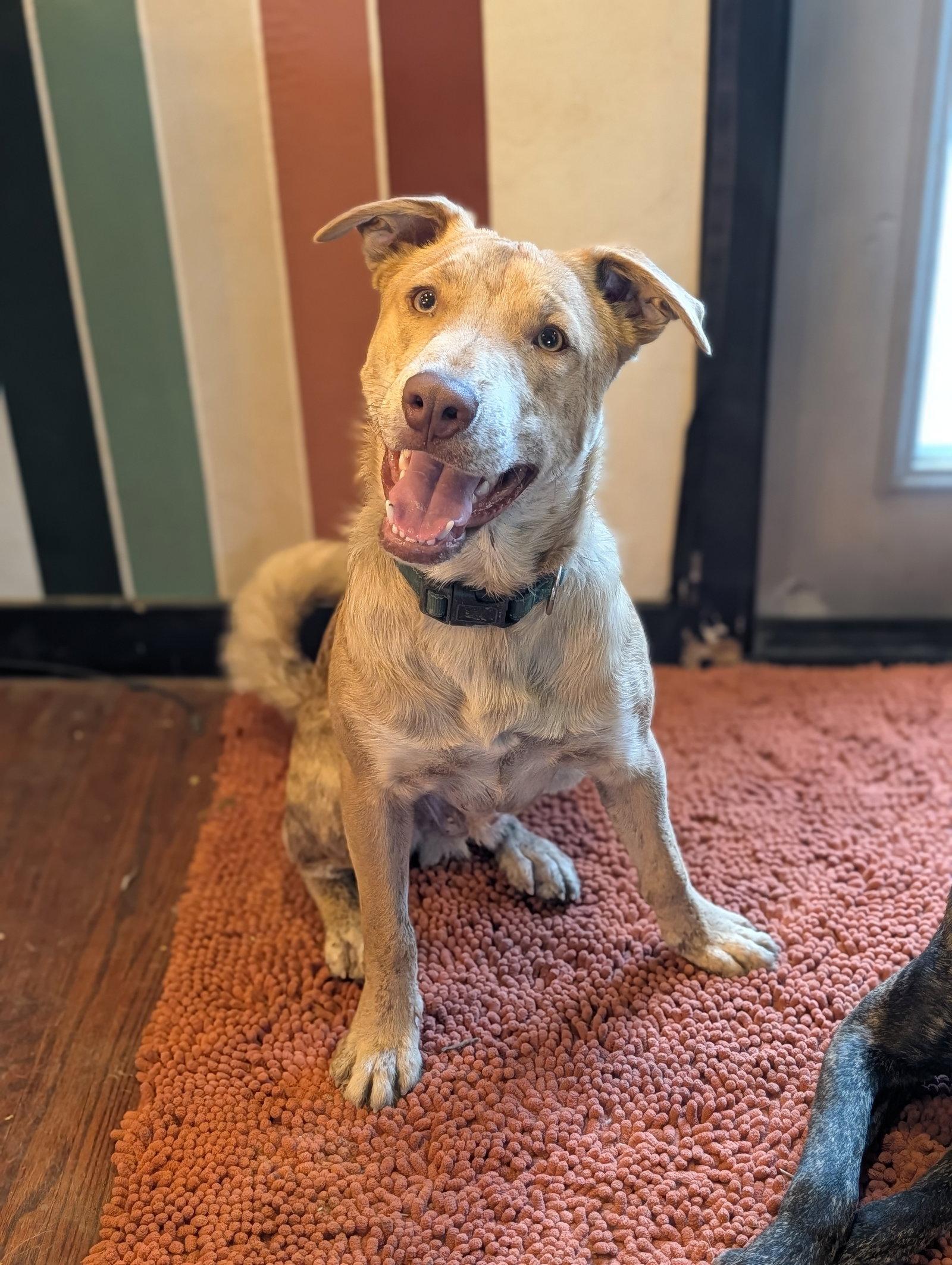 Danny, a Adoptable mixed breed in Roseville, CA image 1/3