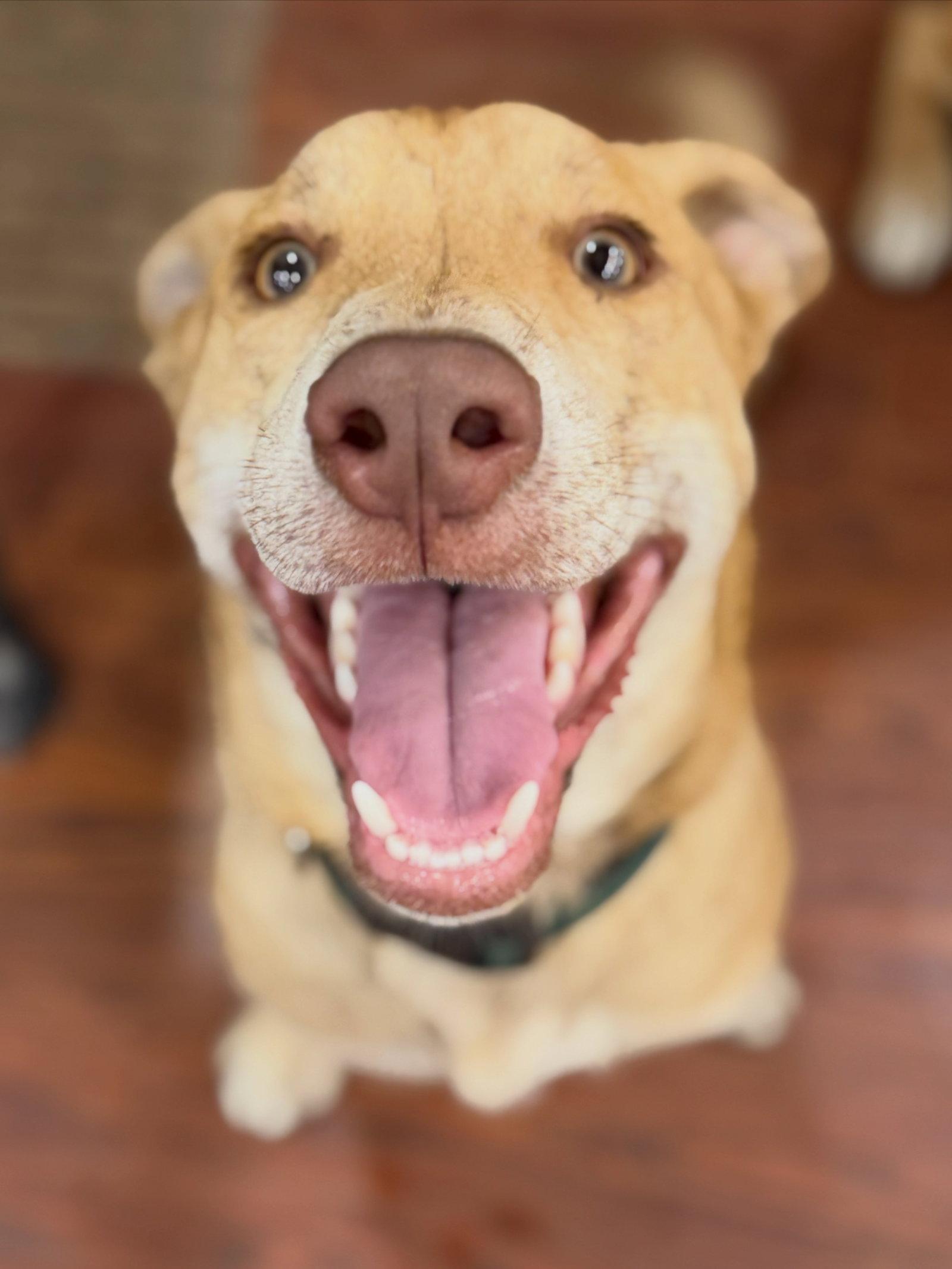 Danny, a Adoptable mixed breed in Roseville, CA image 2/3