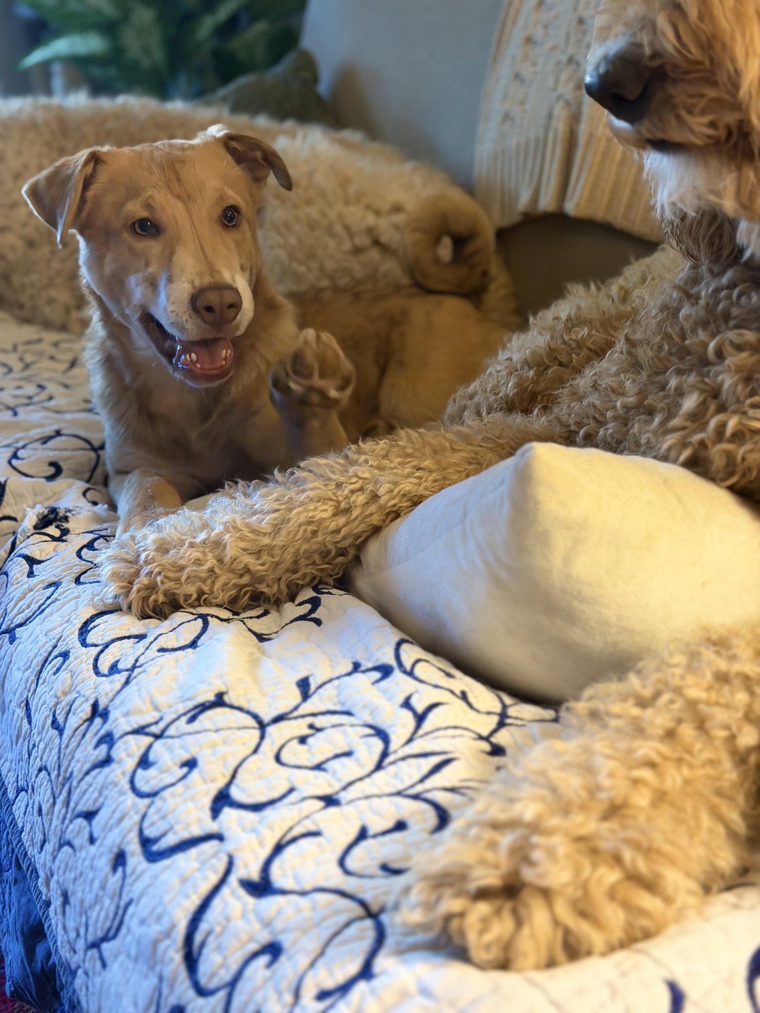 Danny, Adoptable, Young Male Shepherd & Border Collie.