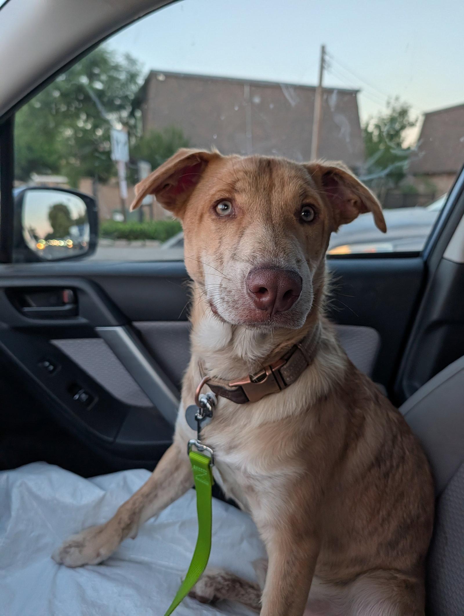 Danny, a Adoptable mixed breed in Roseville, CA image 2/3