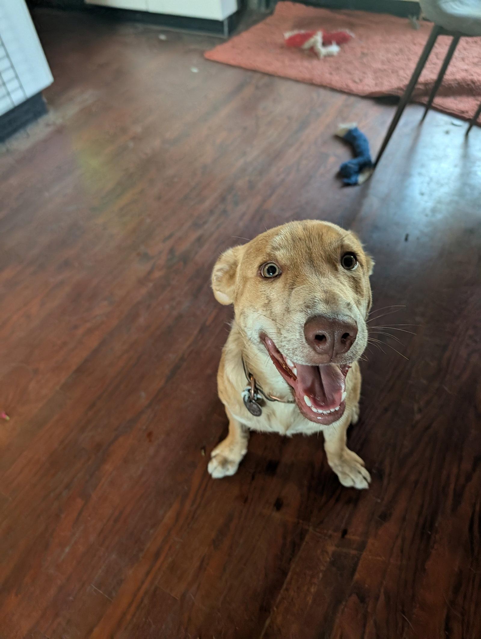 Danny, a Adoptable mixed breed in Roseville, CA image 3/3