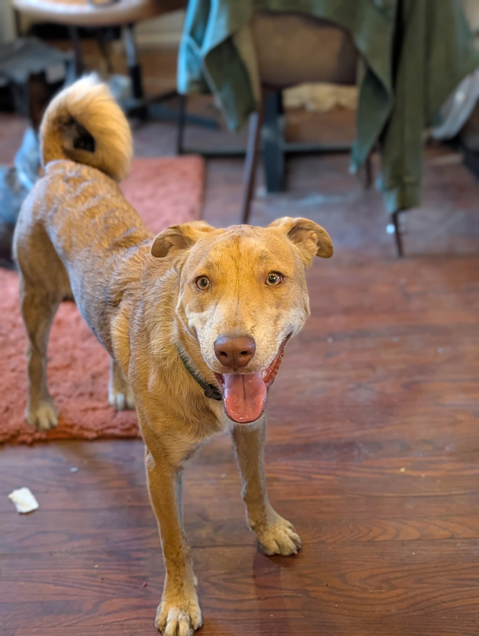 Danny, a Adoptable mixed breed in Roseville, CA image 3/3