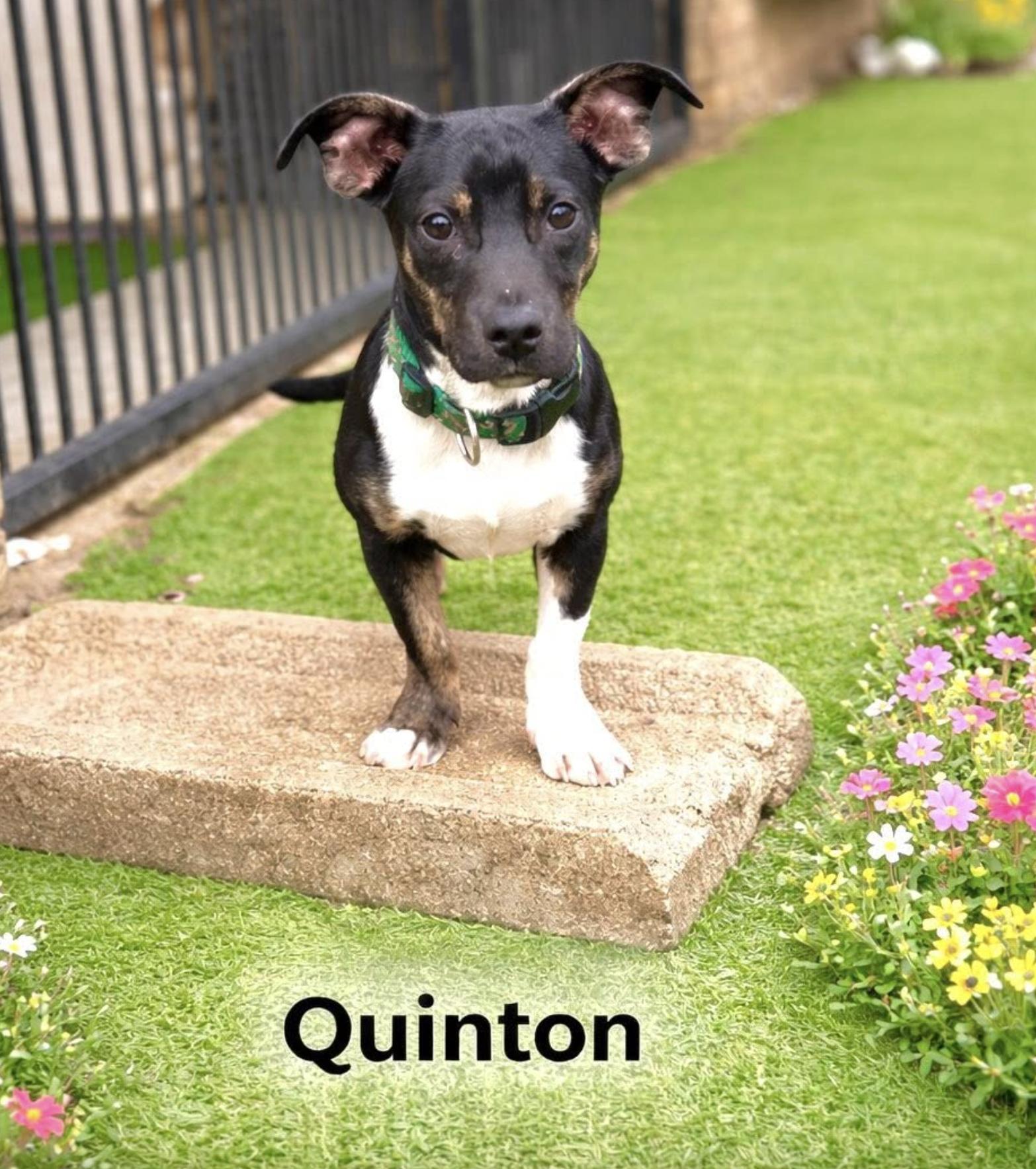 Quinton — thumbnail 2