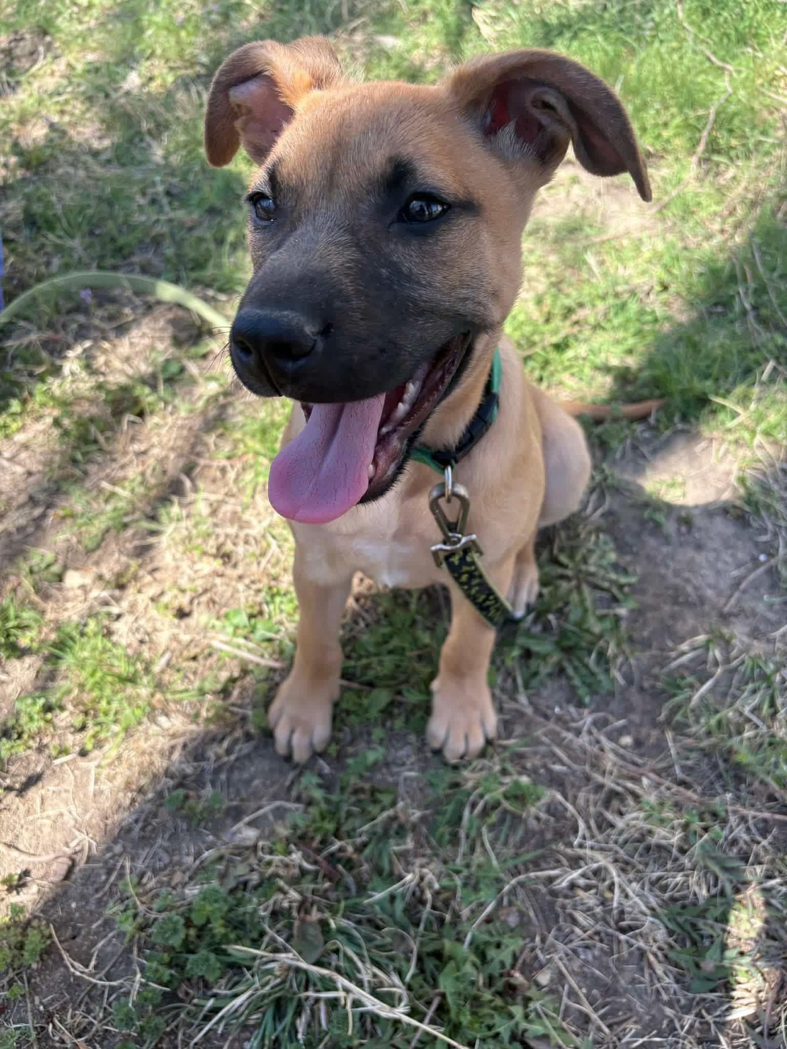 Enlarge Dozer , a ADOPTABLE mixed breed in Manhattan, KS image 3/4