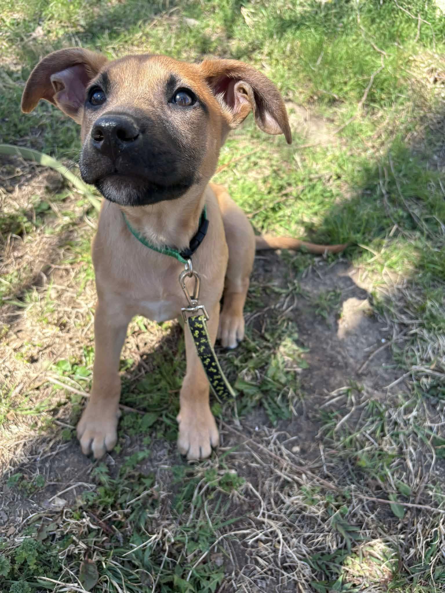 Enlarge Dozer , a ADOPTABLE mixed breed in Manhattan, KS image 4/4
