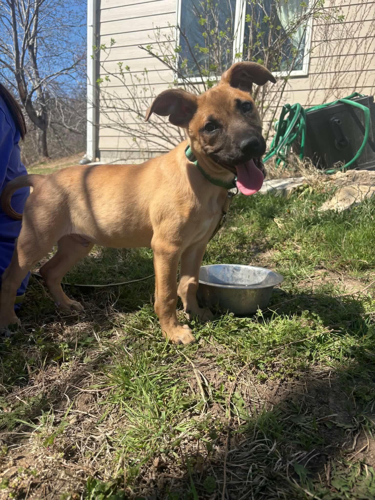 Enlarge Dozer , a ADOPTABLE mixed breed in Manhattan, KS image 2/4