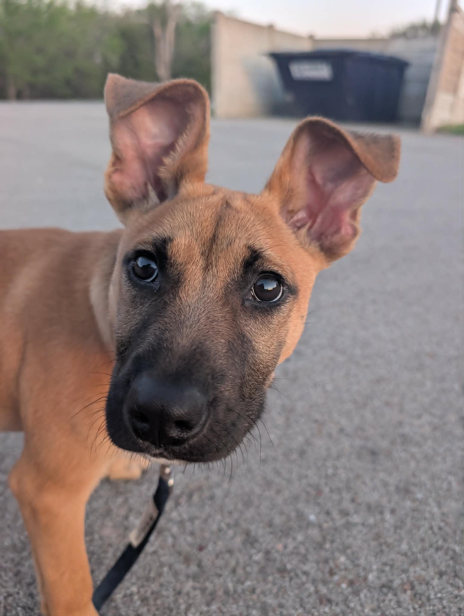 Dozer , ADOPTABLE, Puppy Male Black Mouth Cur.