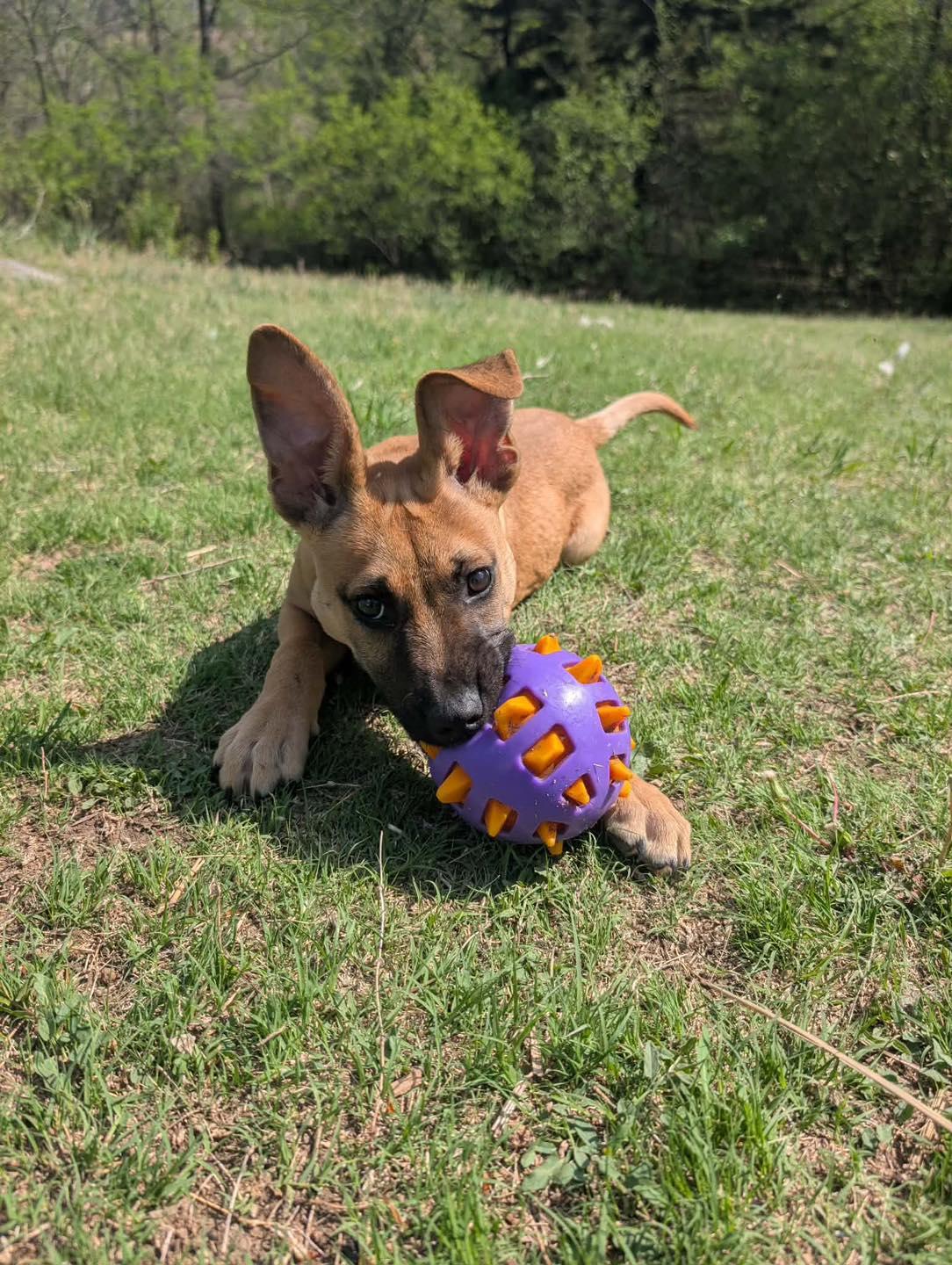Enlarge Dozer , a ADOPTABLE mixed breed in Manhattan, KS image 2/6