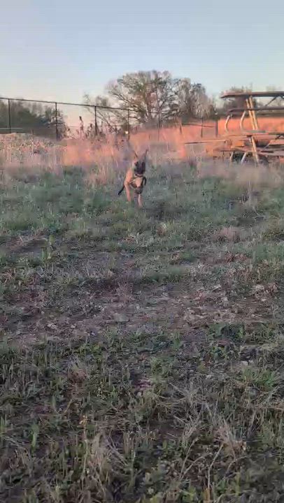 Enlarge Dozer , a ADOPTABLE mixed breed in Manhattan, KS video 6/6