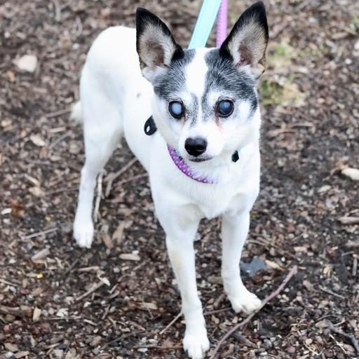Enlarge Bruce Springsteen, an adopted mixed breed in Palatine, IL image 4/5